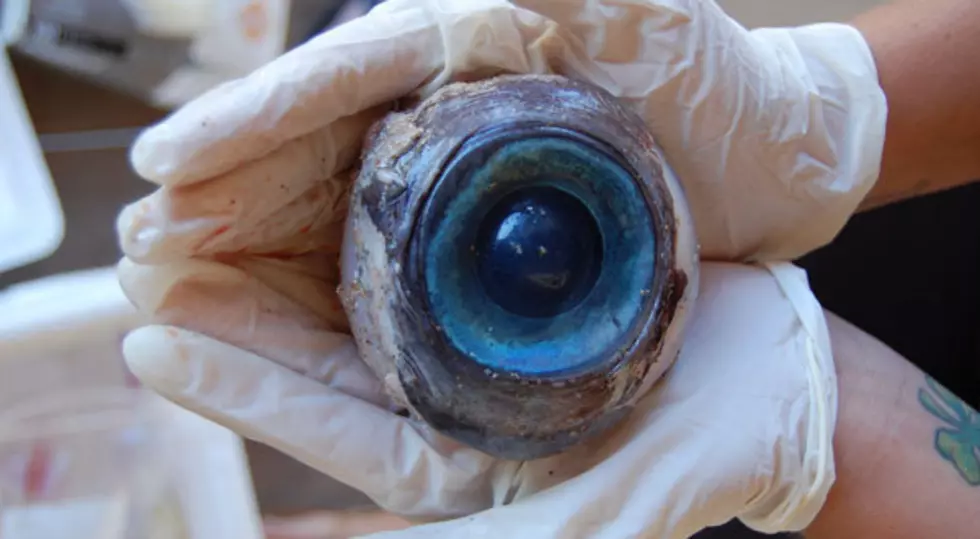 Giant Eye Ball Discovered on Beach