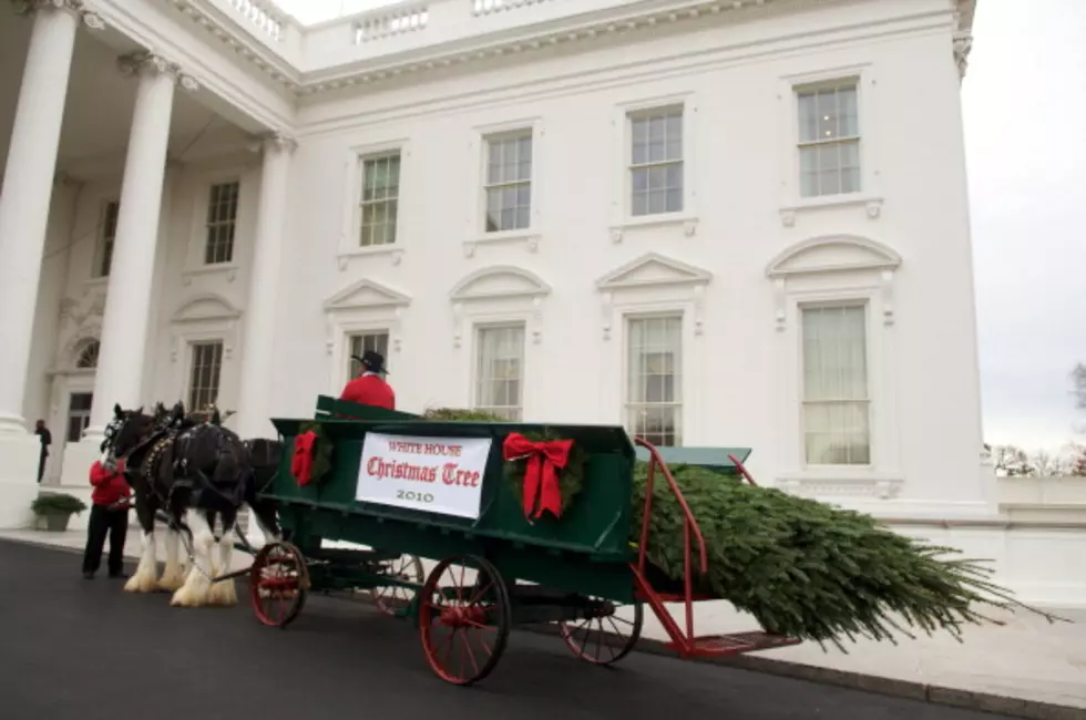Capitol Christmas Tree to Visit Grand Junction-TODAY 11/8