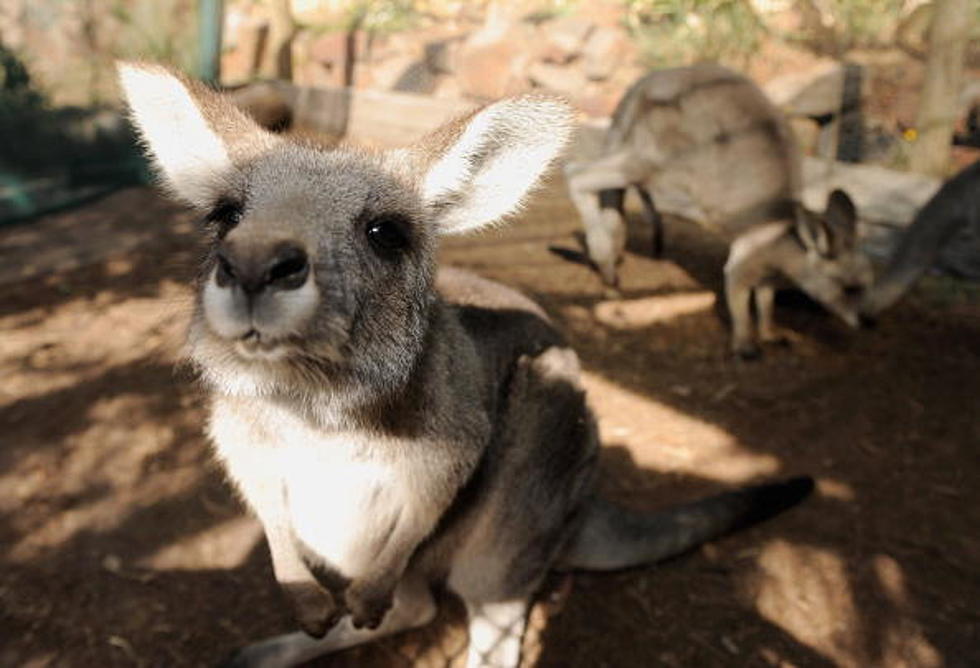 Would You Eat Kangaroo