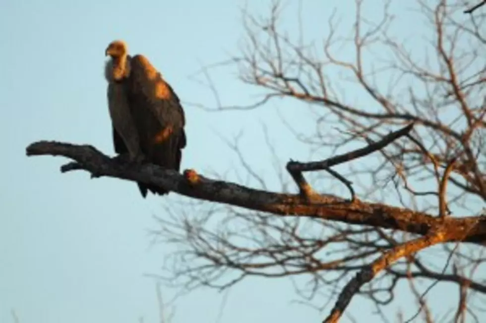 Vulture Carcasses Being Hung in New Jersey Neighborhood