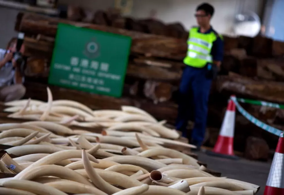 Is Destroying 6 Tons of Illegal Ivory a Waste &#8211; Take Our Poll