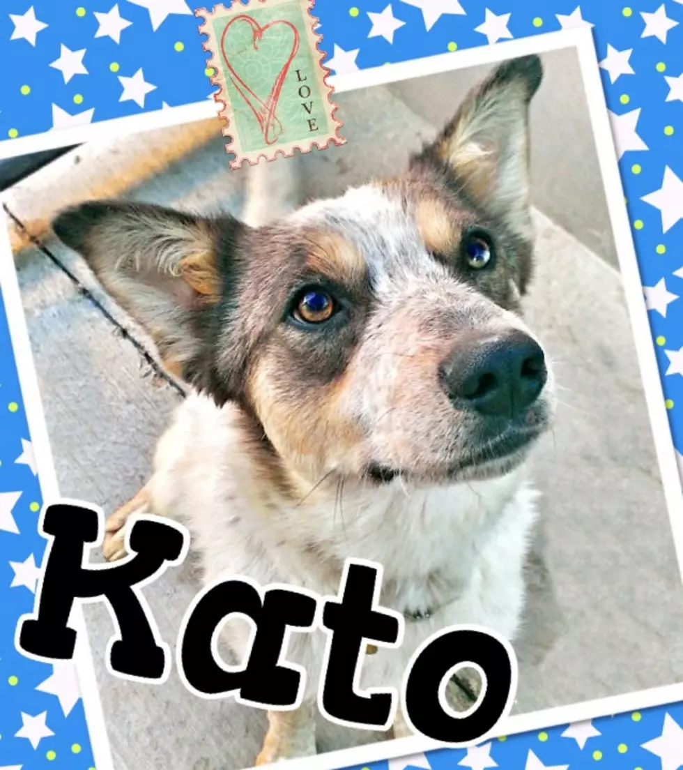 Kato’s Looking for Someone to Play Fetch – Pet of the Week 9/4