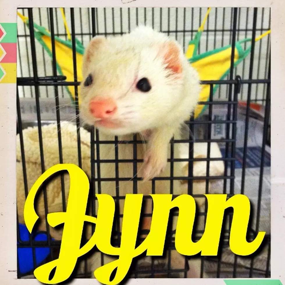 Fynn the Ferret is Ready to Weasel His Way Into Your Heart – Pet of the Week 9/25