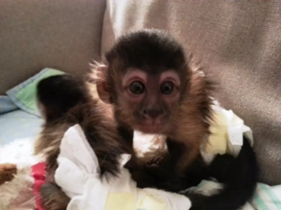 Woman Assaulted and Pet Monkey Stolen in Grand Junction