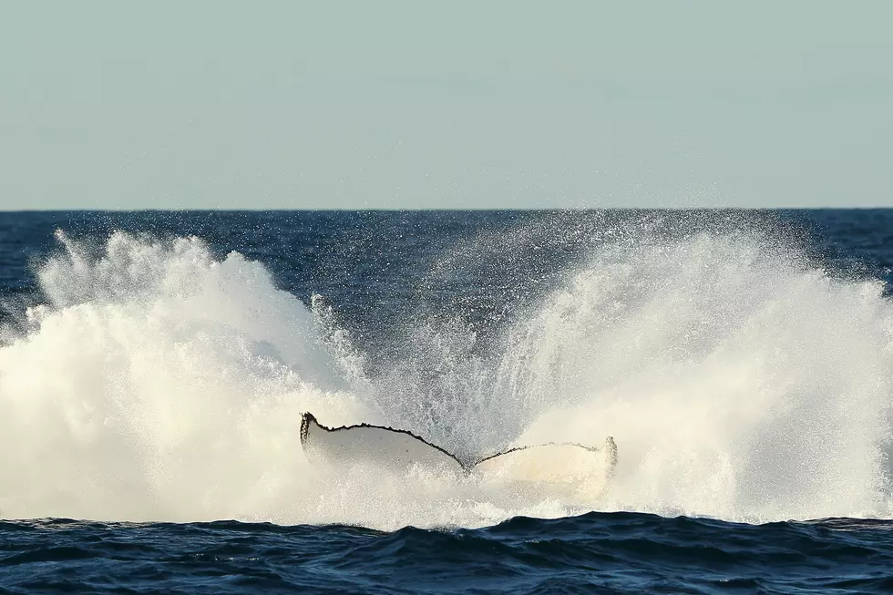 Do You Recall The Pair of Humpback Whales That Saved Our World 28 Years Ago Today?