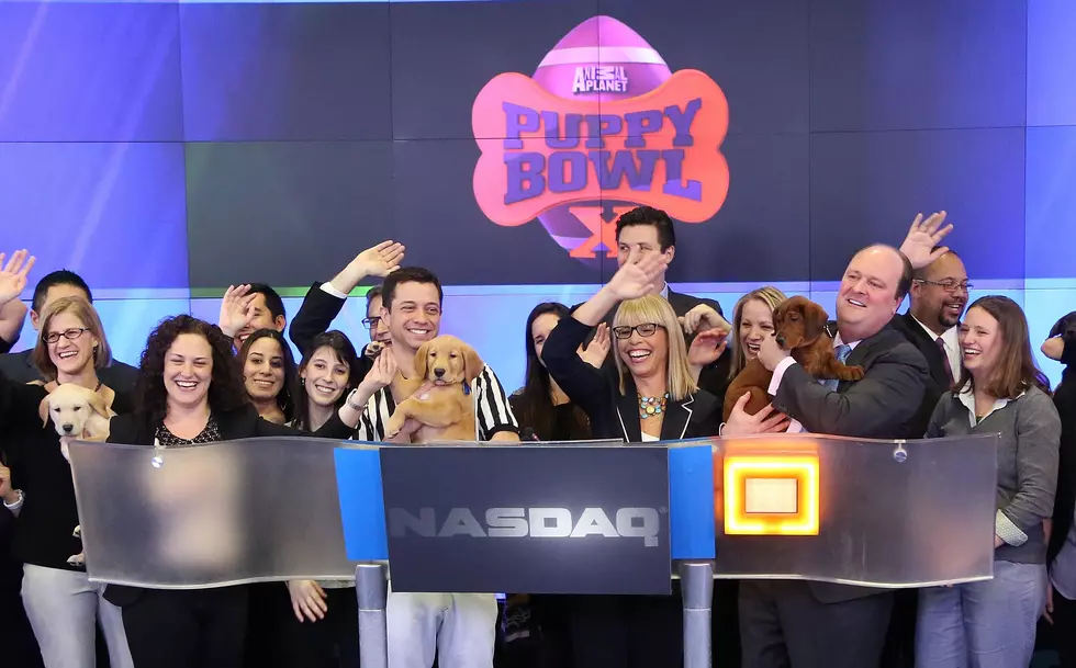 Was the &#8216;Puppy Bowl&#8217; a Better Game Than the Actual &#8216;Super Bowl&#8217;? [POLL]