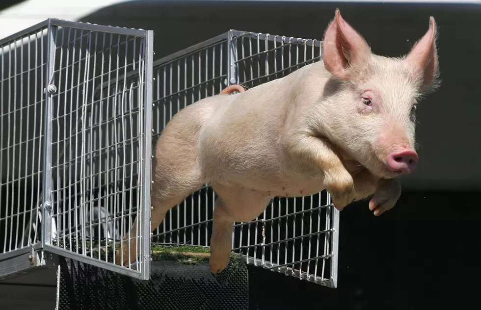 Who is the Most Famous Pig in American History? [POLL]