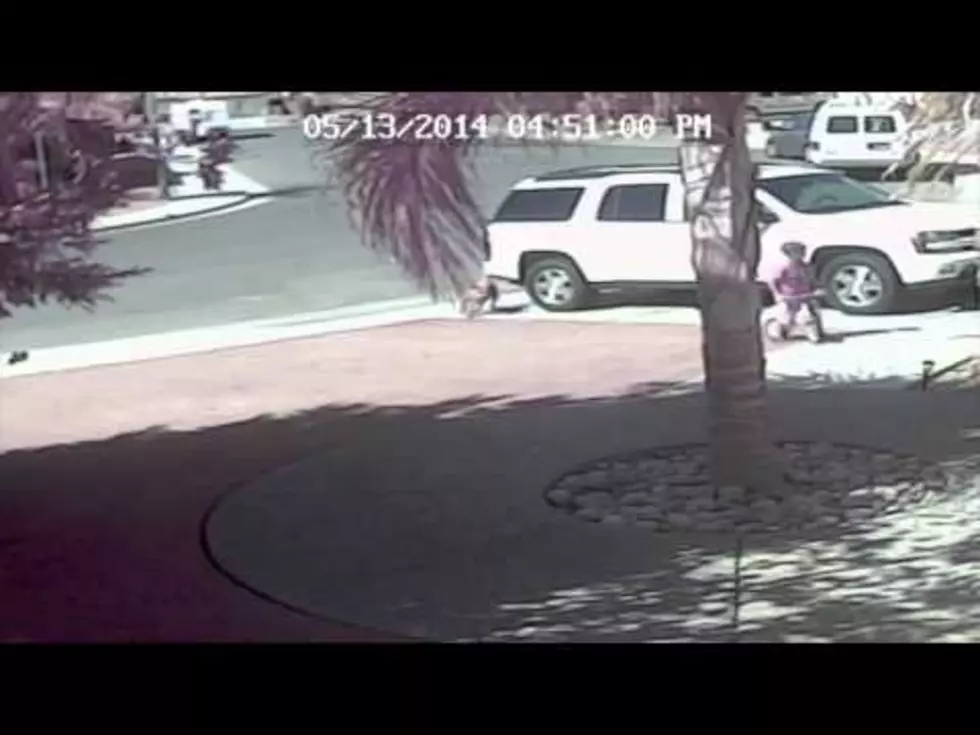Family Cat Saves Little Boy from Dog Attack! [VIDEO]