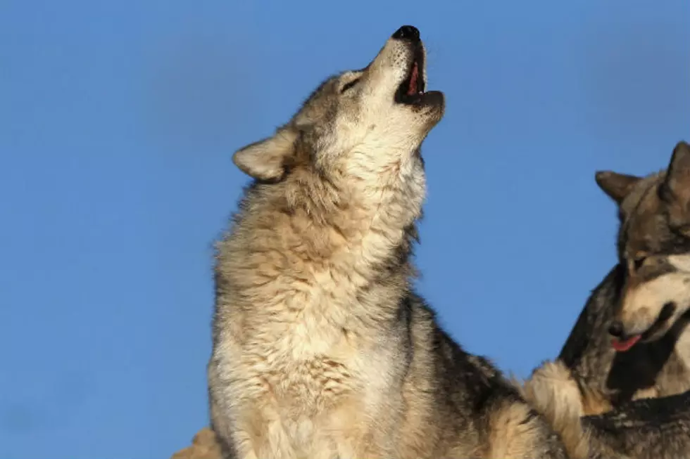 Colorado is Howling Nightly at 8 pm for Community Support