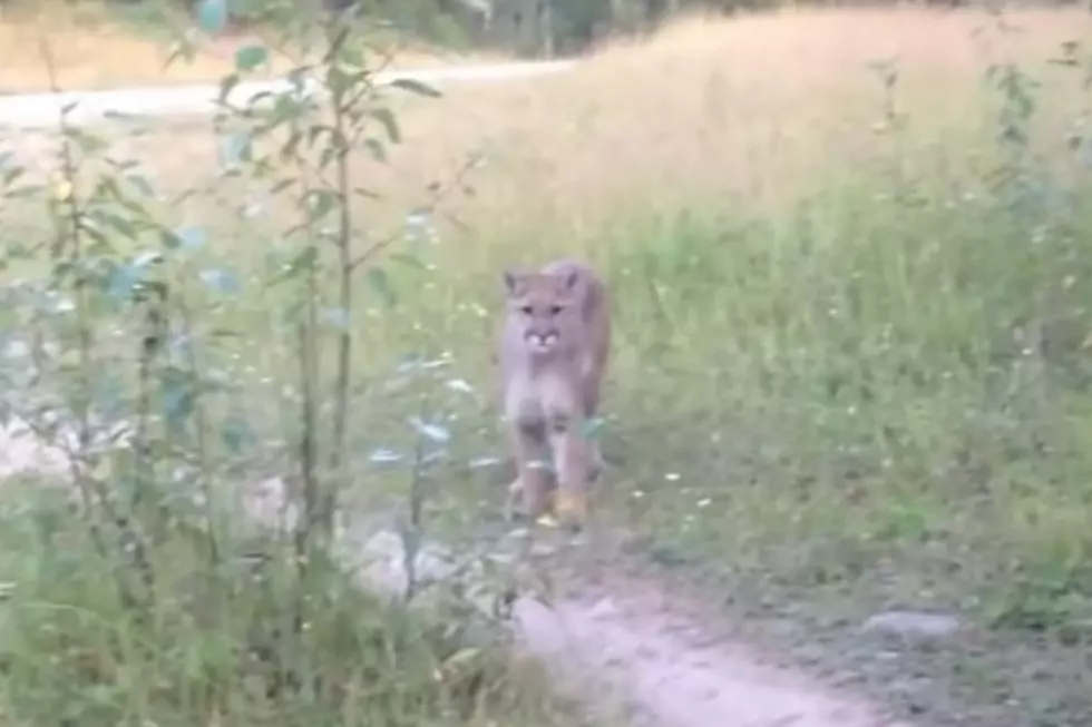 Man Amazingly Keeps Cool While Being Stalked by Mountain Lion [VIDEO]