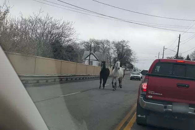 A Couple Horses Take a Stroll on Patterson in Grand Junction