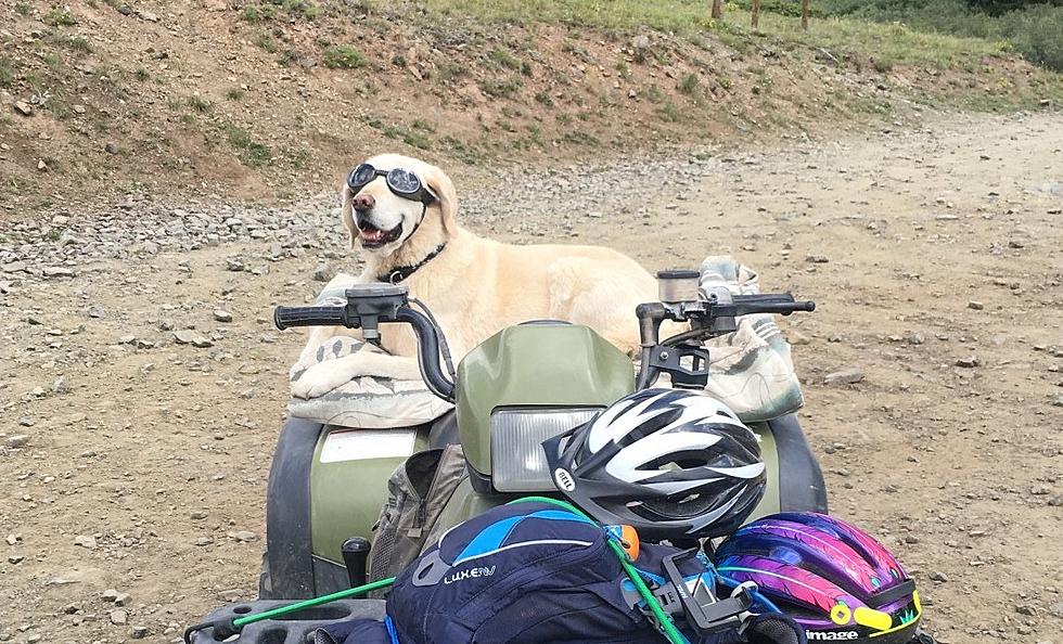 Four Wheeling Dogs in Colorado