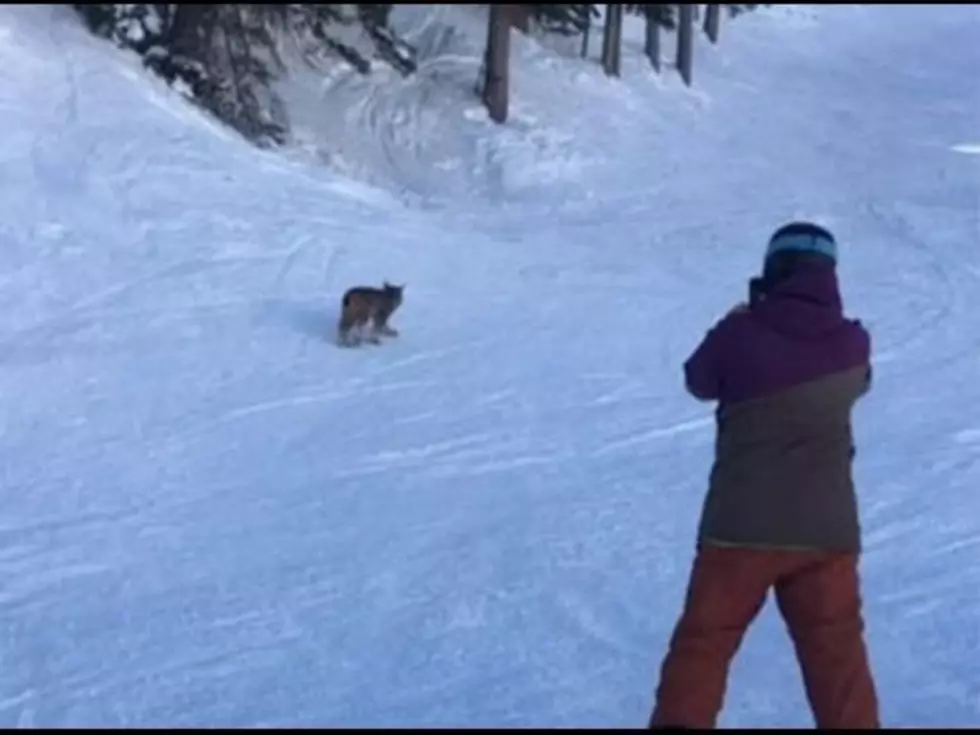 Lynx At Colorado Ski HIll Found Dead