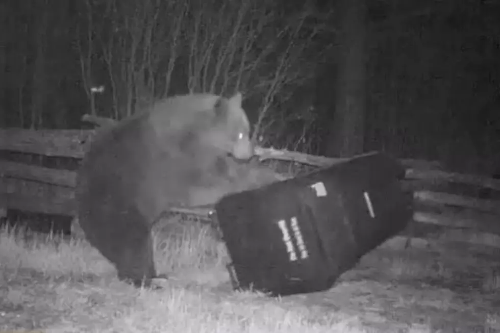 Colorado Black Bear Meets Its Match with Trash Can