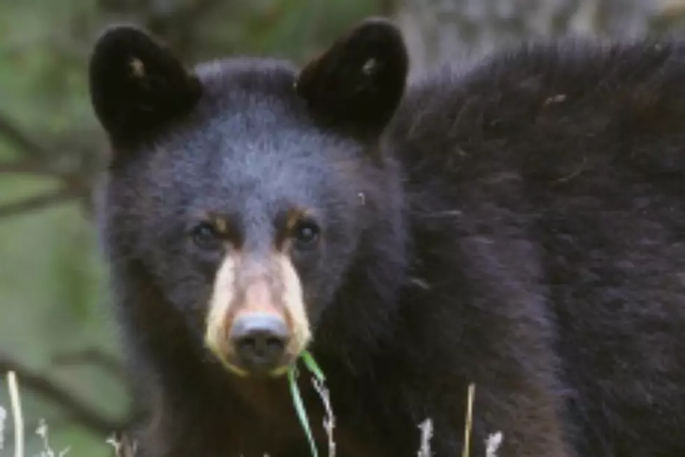 Bear In Tree In Breckenridge Draws Crowd