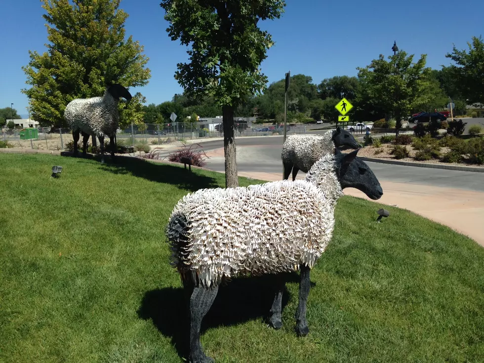 What’s The Story With These Grand Junction Roundabout Sheep-What Are They Looking At?