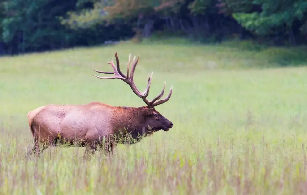 Help Find The People Responsible For Poaching Elk