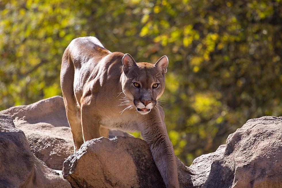Watch: Man Attacked By Mountain Lion Describes The Ordeal