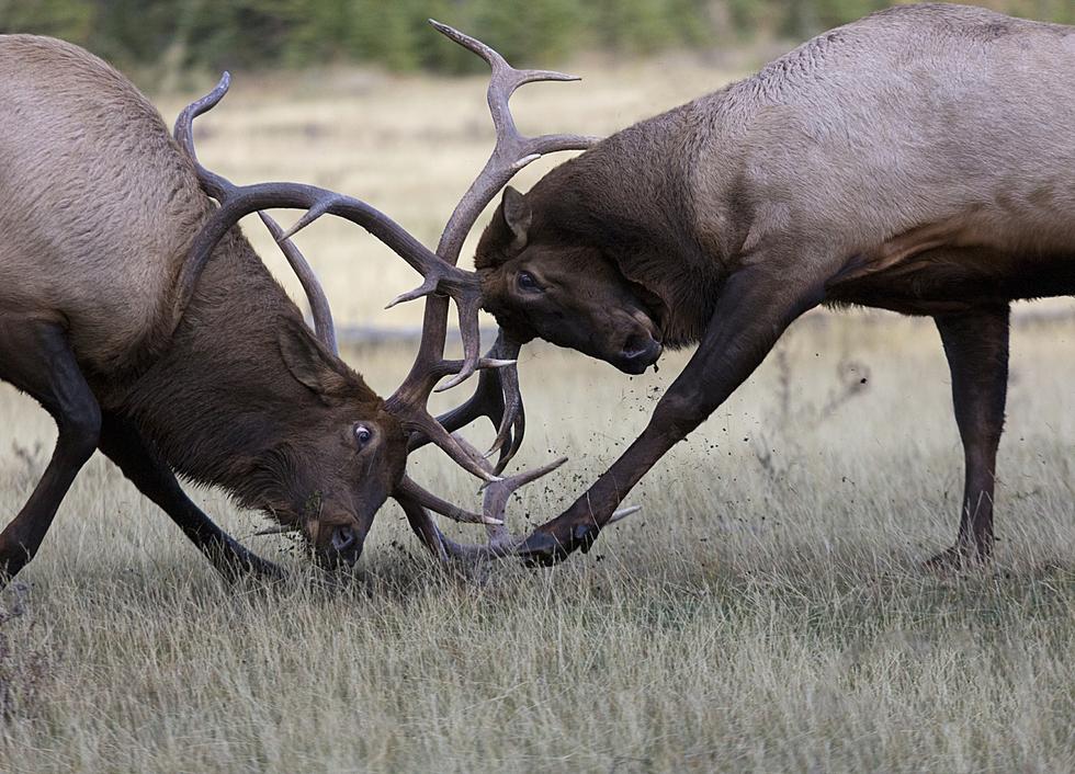 Evergreen Residents Have Front Row For Elk Grudge Match