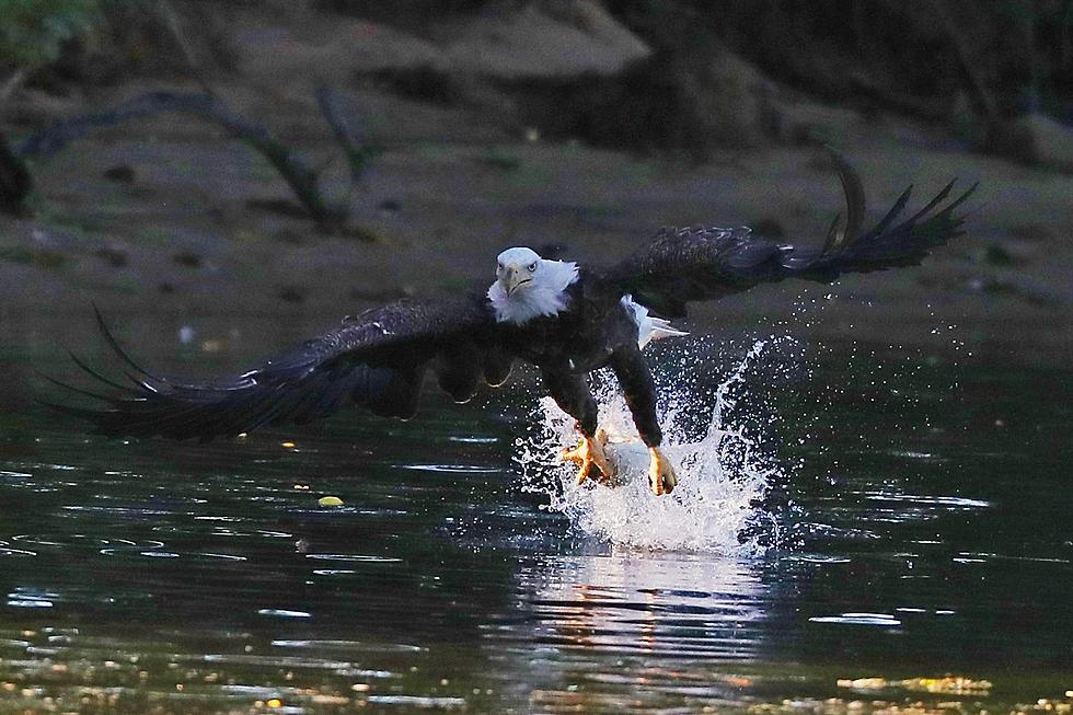 Bald Eagles Returning To Colorado-Where To See Them