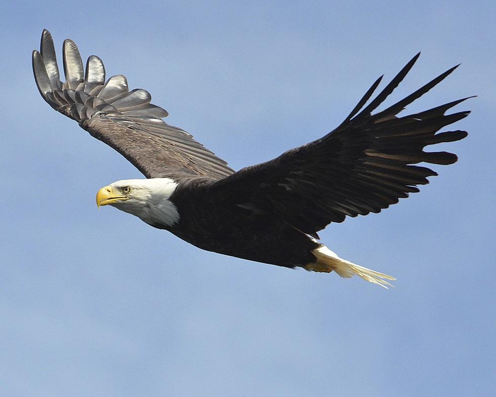 Follow Colorado Eagle on It's 5-State Journey