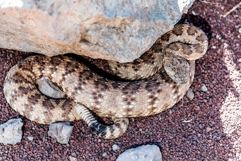 Watch Your Step, Rattlesnakes Are Out and About