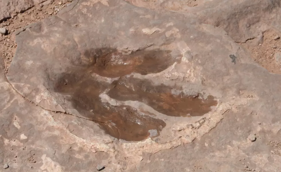 Dinosaur Bones Found At Construction Site At Highlands Ranch