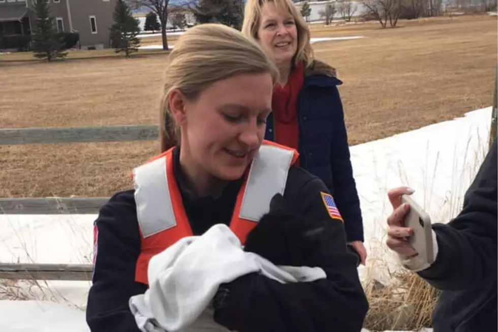 Christmas Miracle Saves Colorado Cat from Frozen Lake