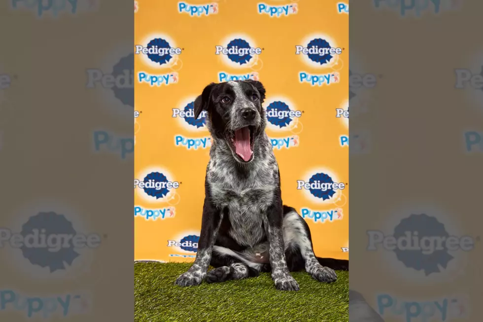 “Puppy Bowl” Will Feature Colorado Pup This Year