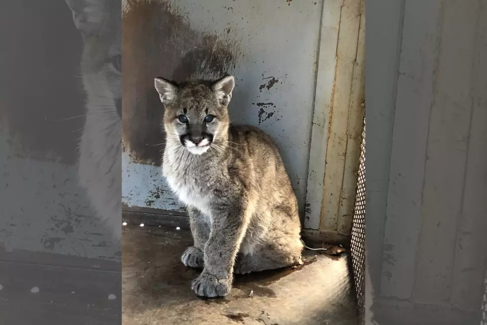 Colorado Parks & Wildlife Rescues Mountain Lion Kitten