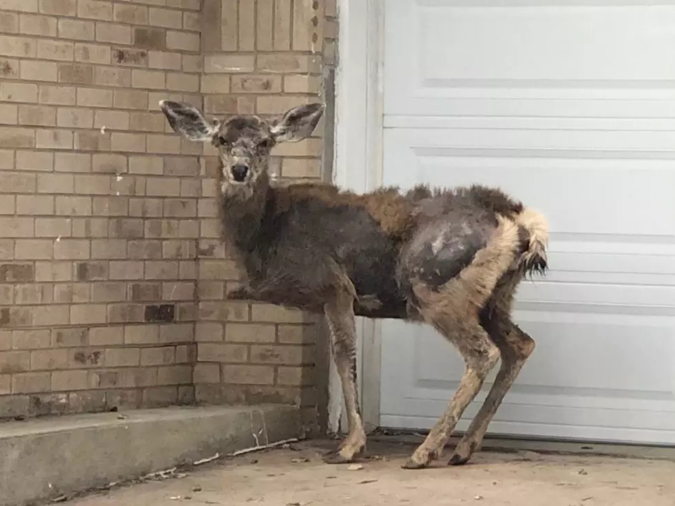 Colorado Deer Found with Cancer After Eating Birdseed