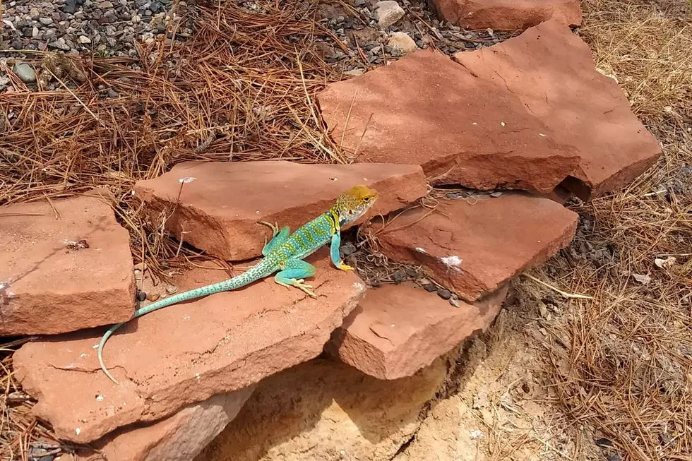 Collared Lizard Spotted in an Unlikely Location in Grand Junction