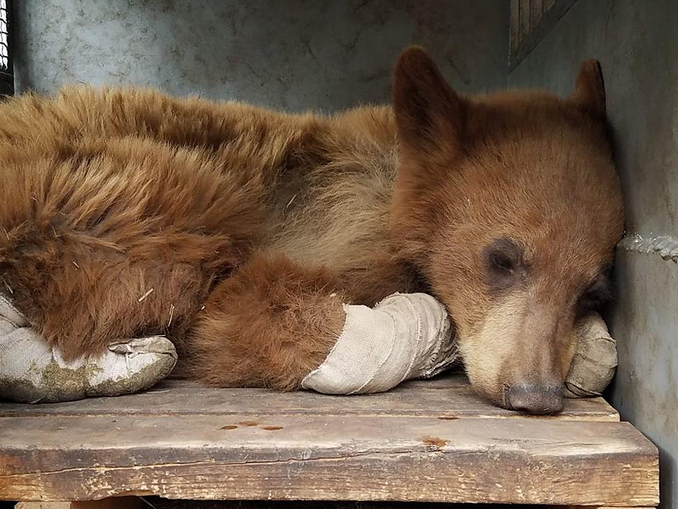 UPDATE: Bear Rescued From East Canyon Fire is On the Mend