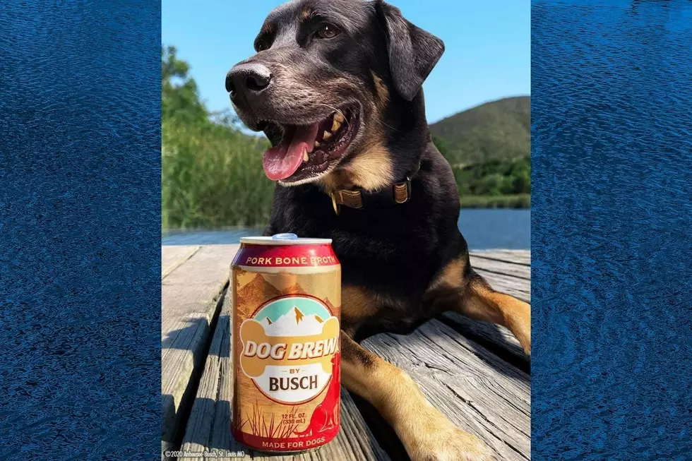 2020 is Now Bringing Us Beer for Dogs