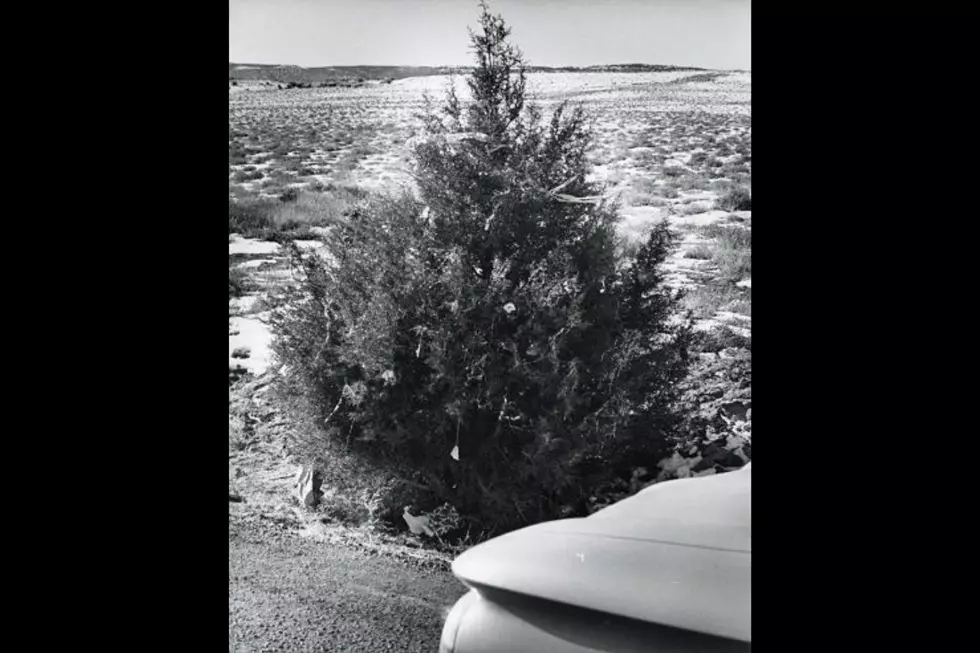 Just How Old is Western Colorado’s Highway 50 Christmas Tree?