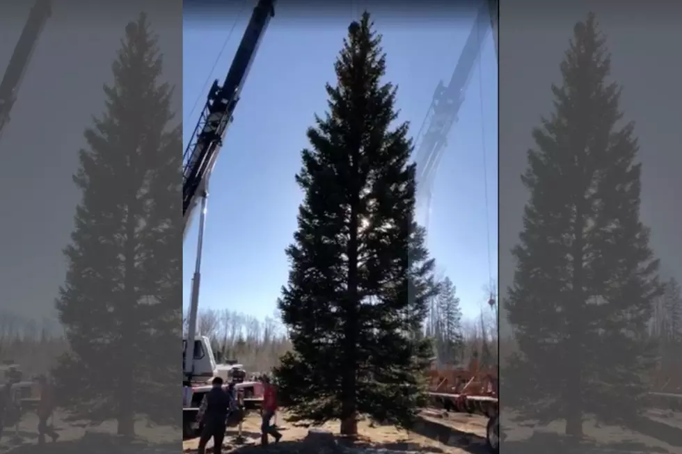 Watch the US Capitol Christmas Tree Cutting in Colorado