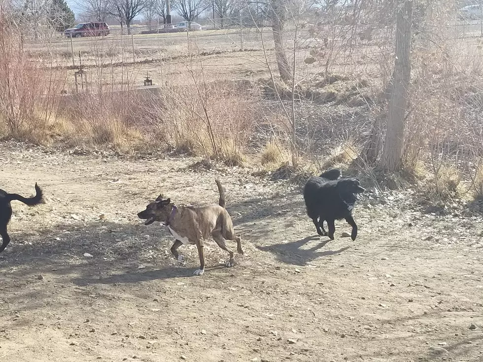 Cases of Kennel Cough Reported at Grand Junction Dog Parks
