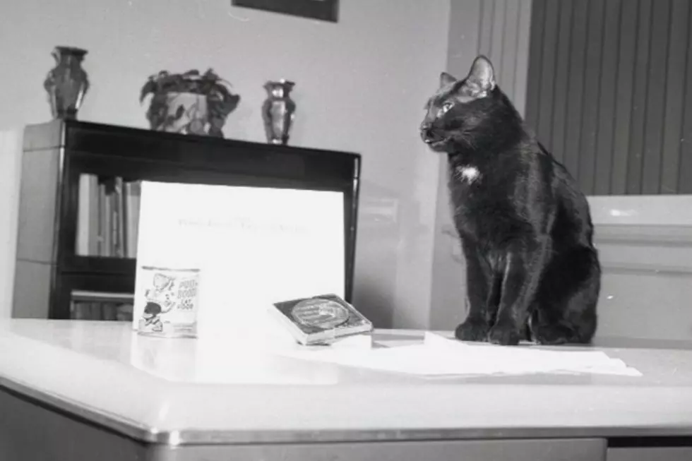 Remembering Grand Junction’s ‘Inky the Cat’