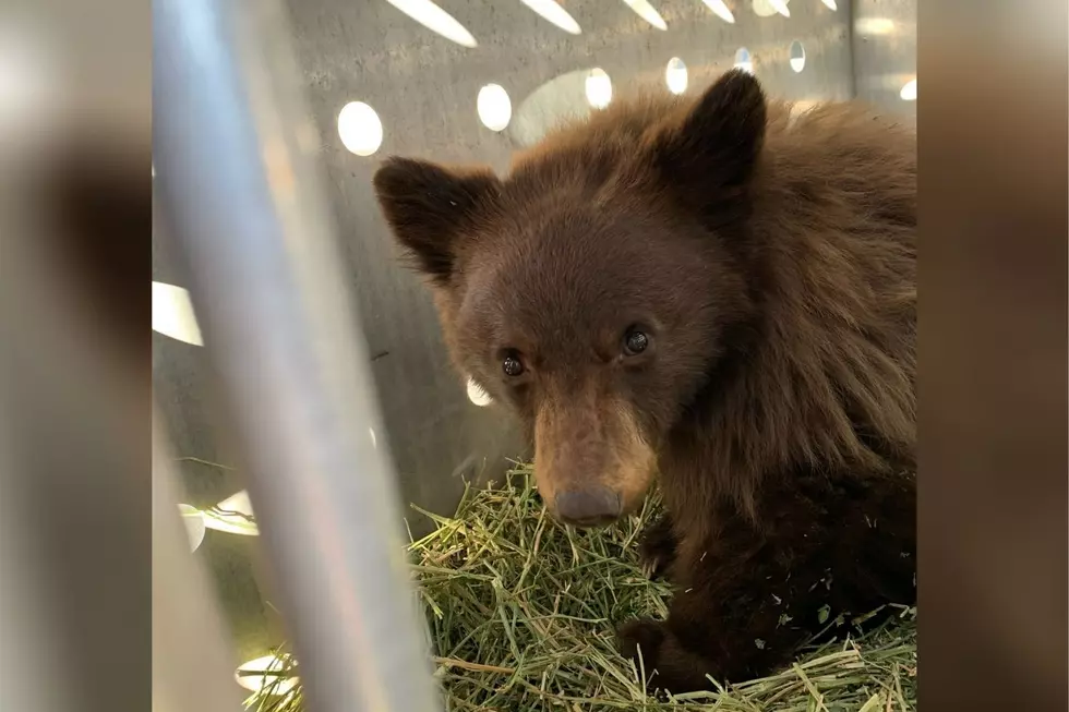 Update on the Injured Bear Rescued Near Durango