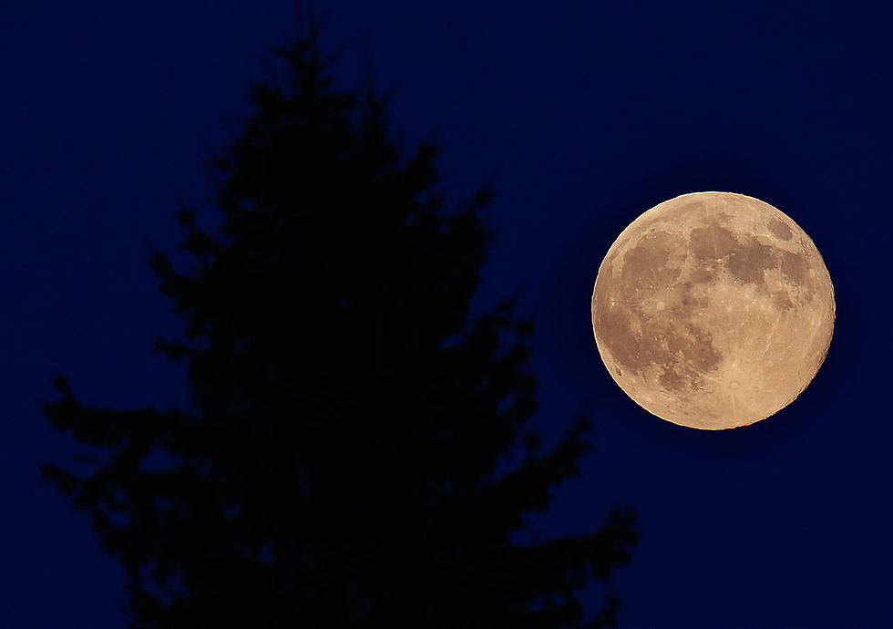 Moon Trees Return to Earth – Landing in Durango, Colorado