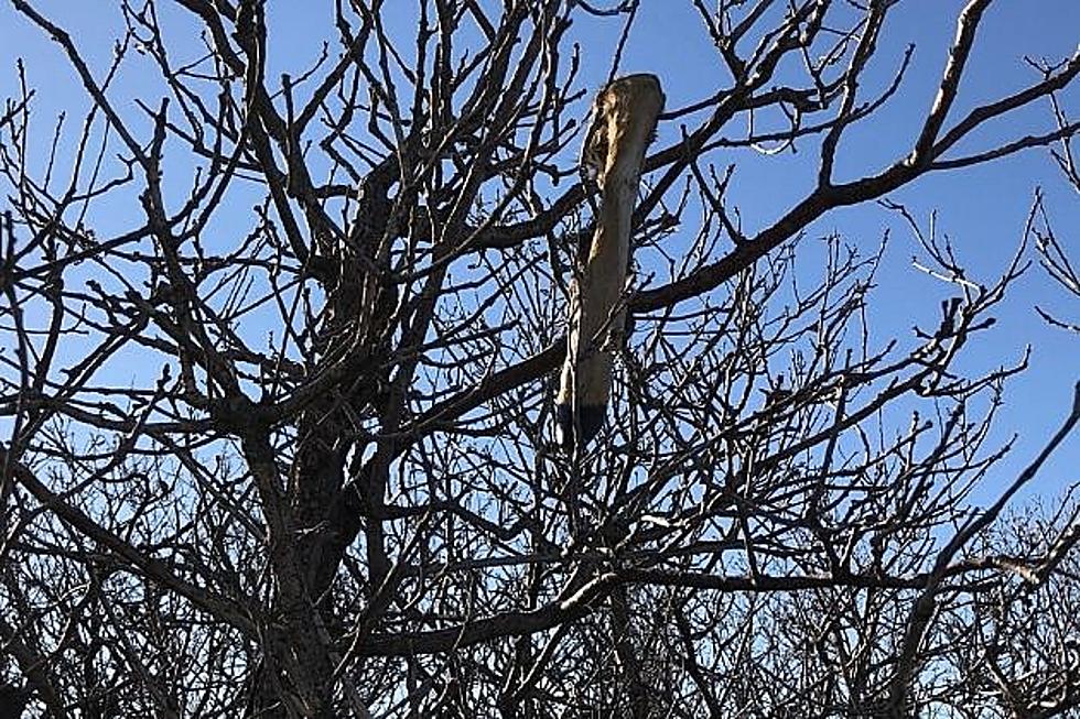 What the Heck is Hanging Deer Legs on Branches in Colorado?