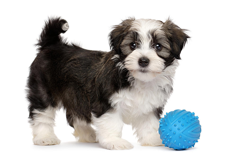 Best Places to go for Pet Toys in Grand Junction