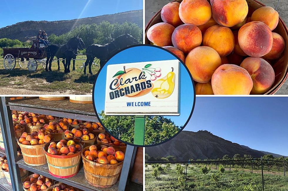 Visit One of Palisade’s Largest Peach Farms at Clark Family Orchard