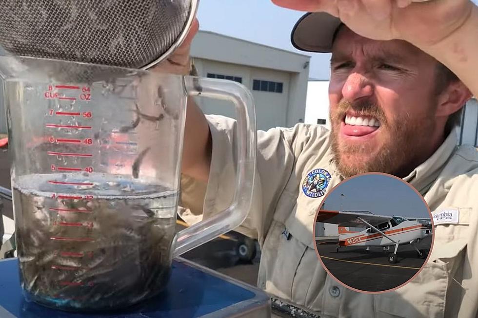 Watch Ace Pilots Deliver Over 90,000 Trout to Colorado’s Alpine Lakes