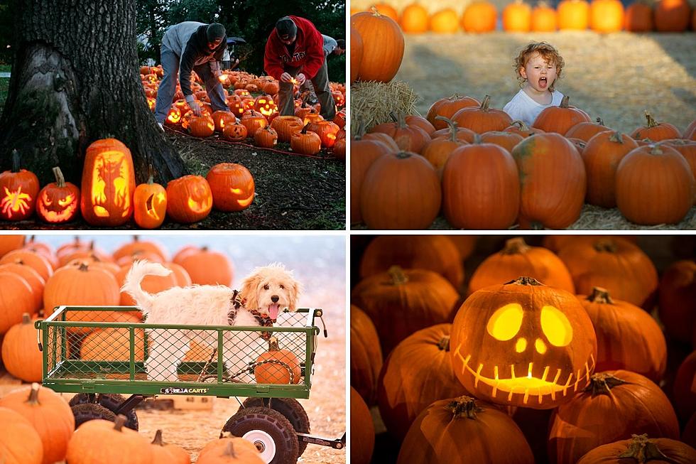 20 of the Best Colorado Pumpkin Patches to Visit Before Halloween Night