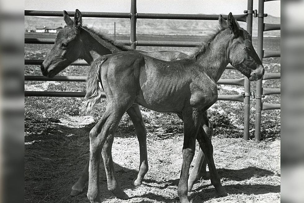 Classic Photos of Grand Junction Horses Through the Years