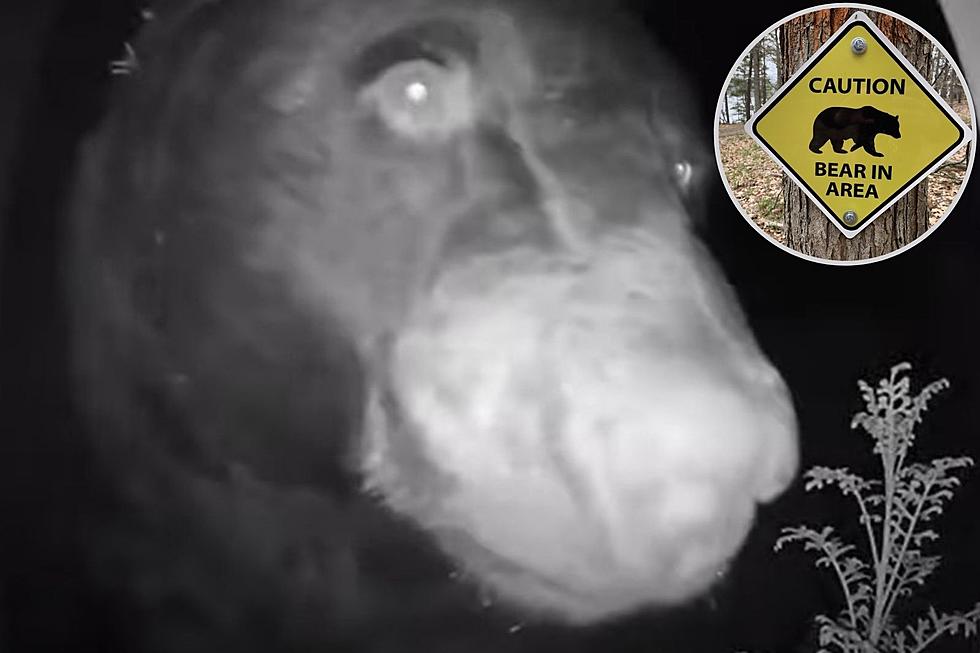 Lost Colorado Bear Stops to Ask Doorbell Camera for Directions at 3 a.m.