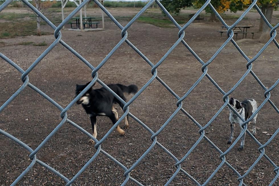 Who Dumped These Dogs at a Grand Junction Colorado Park?