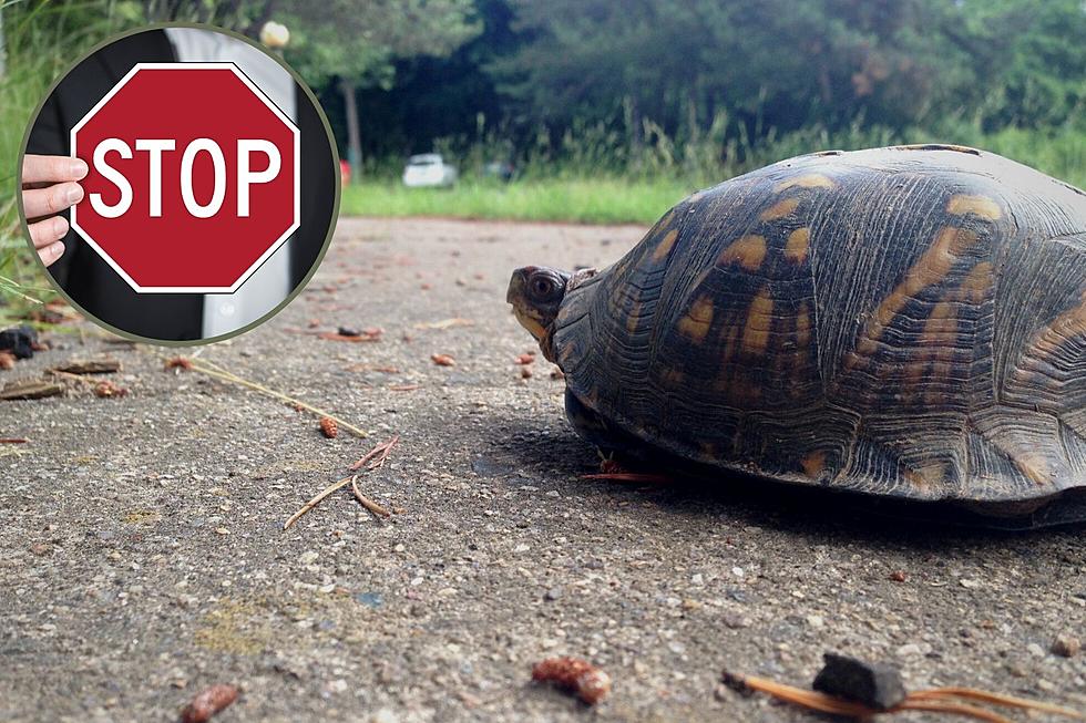 What to do If You Encounter a Turtle on the Road in Colorado