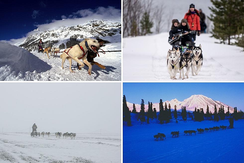 Escape to the Great Outdoors with these Colorado Dog Sled Tours